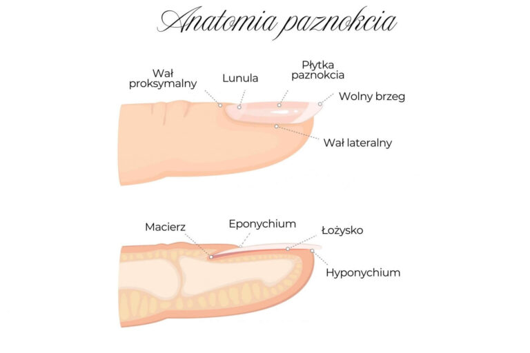 budowa paznokcia, anatomia paznokcia dla stylistki paznokci, eponychium