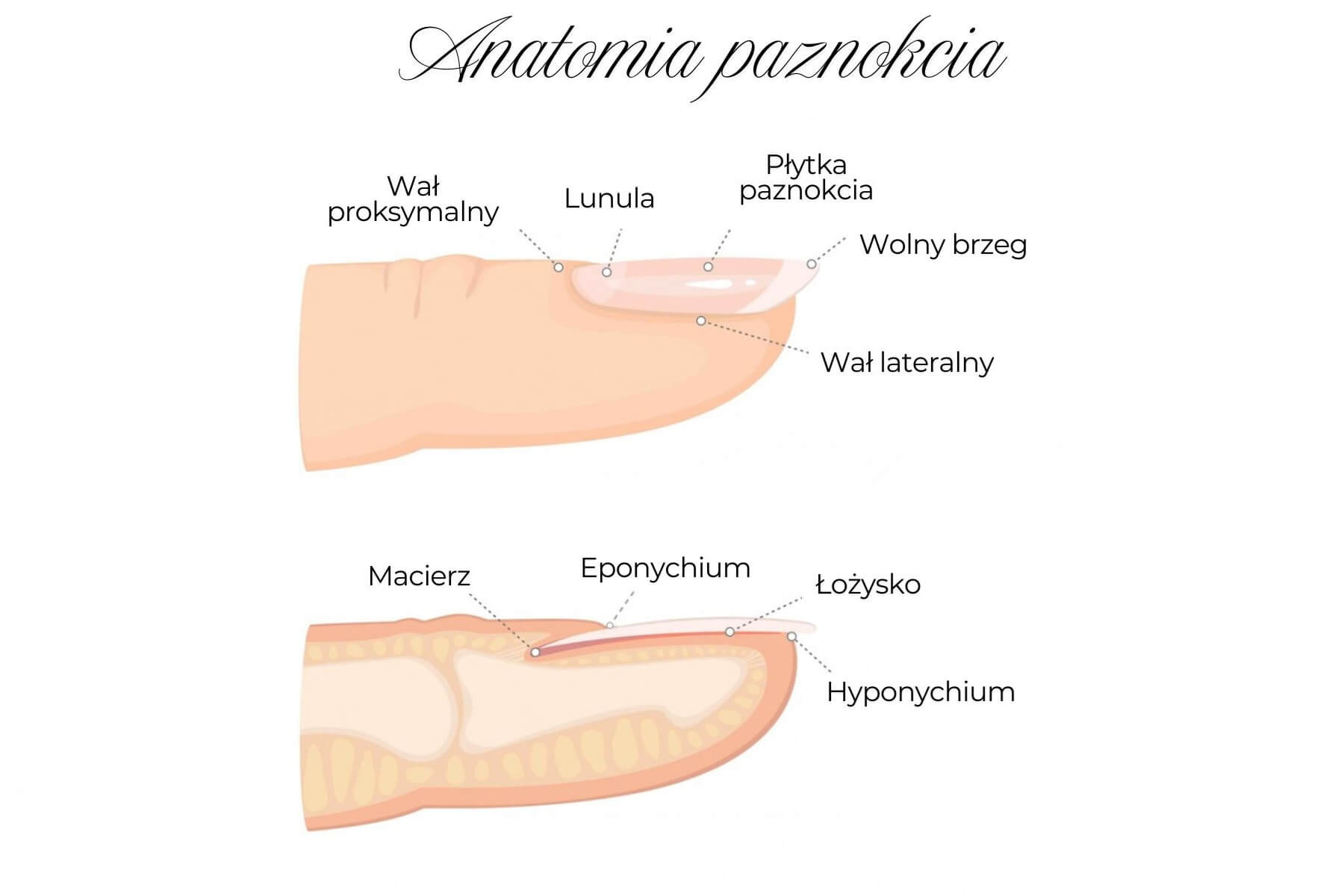 budowa paznokcia, anatomia paznokcia dla stylistki paznokci, eponychium